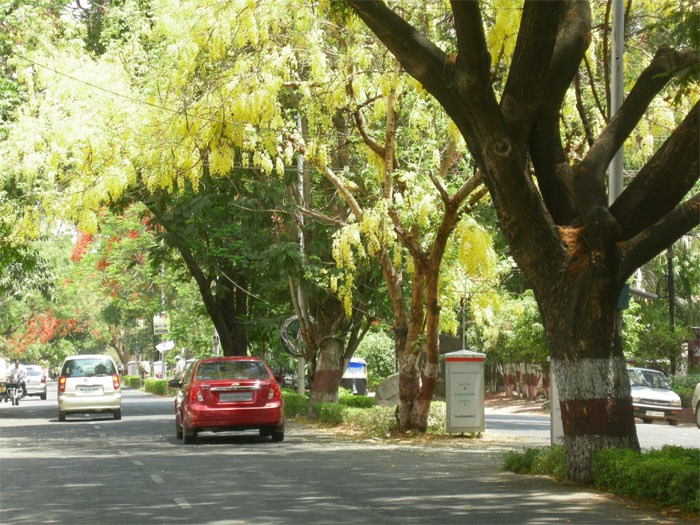 Laburnum blooms in Pune