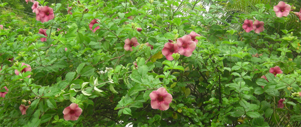 The flowers  feels afresh in the rains that slash the Pune City !